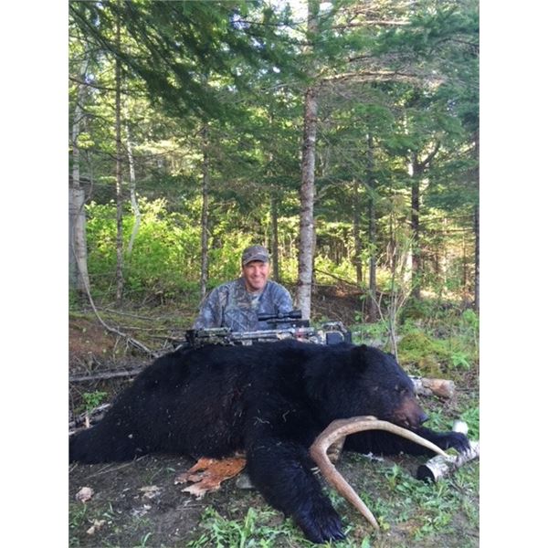 New Brunswick Black Bear Spring/Fall