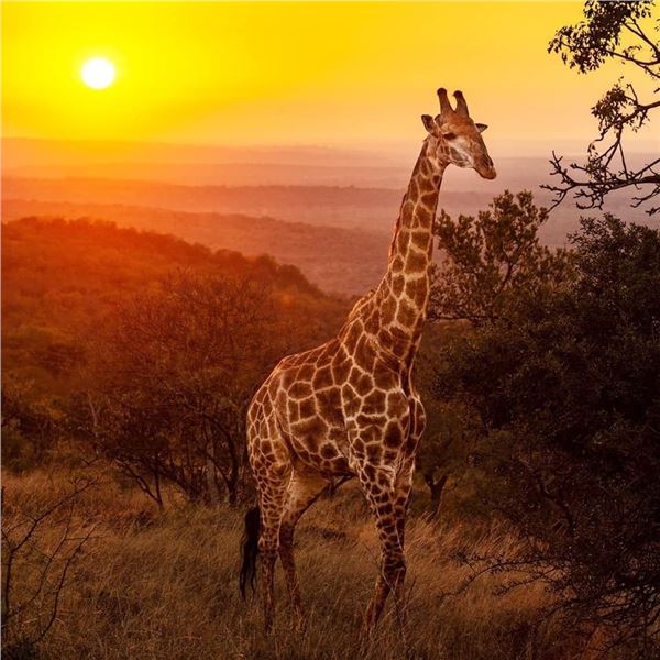 South African Photo Safari