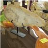 Image 2 : SLICED PETRIFIED WOOD ON STAND