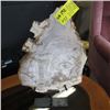 Image 1 : SLICED PETRIFIED WOOD ON STAND