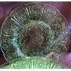 Image 2 : SET OF 12 - GREEN DEPRESSION LUNCHEON PLATES