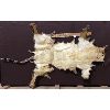 Image 2 : ANIMAL SKIN 