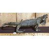 Image 1 : TAXIDERMY IGUANA - APPROX 19in
