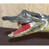 Image 2 : TAXIDERMY CROCODILE - APPROX 14in