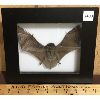 Image 1 : FRAMED BAT SPECIMEN