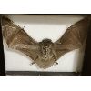 Image 2 : FRAMED BAT SPECIMEN
