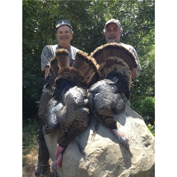 CALIFORNIA SPRING TURKEY HUNT