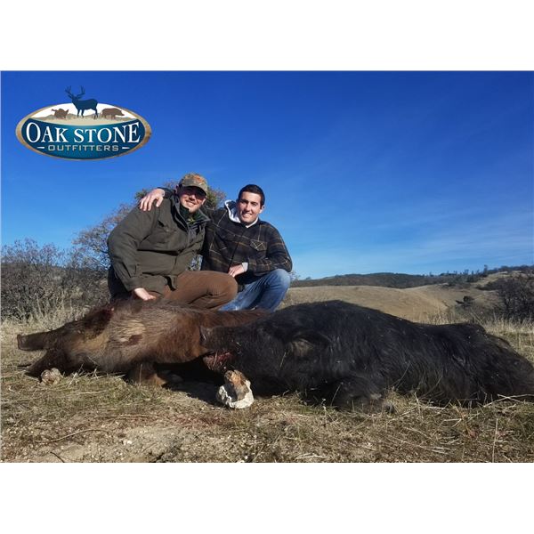 WILD BOAR IN CENTRAL CALIFORNIA