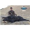 Image 3 : WILD BOAR IN CENTRAL CALIFORNIA