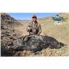 Image 5 : WILD BOAR IN CENTRAL CALIFORNIA