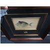Image 8 : Framed Fish Art w/ Hook 'Acanthurus Unicornis (Forskal) Kala' A.H. Baldwin 22"x23"
