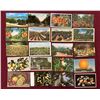 Image 2 : Citrus 650+ Cards