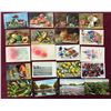 Image 1 : Fruit 400+ Cards