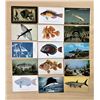 Image 1 : Marine Life 300+ Cards