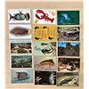 Image 2 : Marine Life 300+ Cards