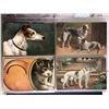 Image 1 : Animals 120+ Cards