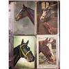 Image 1 : Horses 160+ Cards