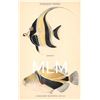 Image 17 : 10 Hawaiian Fish by Hawaii & South Seas Curio Co. Postcards