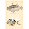 Image 19 : 10 Hawaiian Fish by Hawaii & South Seas Curio Co. Postcards
