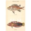 Image 1 : 10 Hawaiian Fish by Hawaii & South Seas Curio Co. Postcards