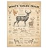 Image 2 : Art of Hunting Bundle, Two Sticks Display and Whitetail Poster by Ryan Kirby