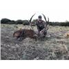 Image 3 : Red Stag Hunt Argentina