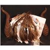 Image 1 : BEAUTY AND THE BEAST SET OF HORNS AND PRODUCTION FUR SAMPLE BOOK
