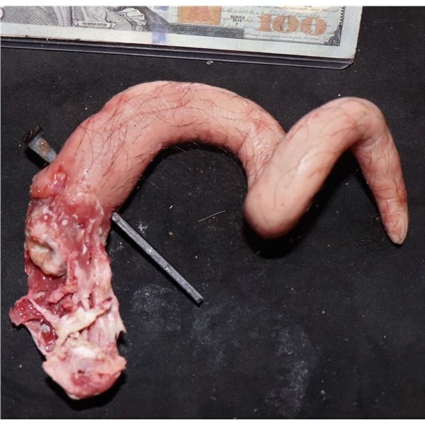 AMERICAN HORROR STORY ROANOKE SCREEN USED SEVERED PIG TAIL 1