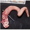 Image 1 : AMERICAN HORROR STORY ROANOKE SCREEN USED SEVERED PIG TAIL 1