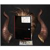 Image 2 : BEAUTY AND THE BEAST SET OF HORNS AND PRODUCTION FUR SAMPLE BOOK