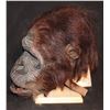 Image 2 : GREYSTOKE THE LEGEND OF TARZAN FATHER APE STATIC FULL HEAD MASK