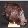 Image 3 : GREYSTOKE THE LEGEND OF TARZAN FATHER APE STATIC FULL HEAD MASK