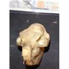 Image 2 : PREDATORS ANIMAL SKULL FROM WARDROBE