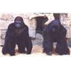 Image 1 : GORILLA SUIT WITH ANIMATRONIC HEAD FROM UNKNOWN PRODUCTIONS