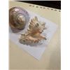 Image 2 : IRRIDESCENT HERMIT CRAB SHELL AND CONCH SHELL