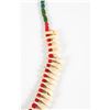 Image 3 : Elk Tooth Necklace, 15" long