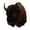 Image 2 : Montana Bison Mount