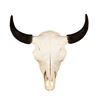 Image 1 : Montana Bison Skull