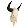 Image 2 : Montana Bison Skull
