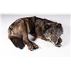 Image 1 : Soft Mount Idaho Wolf, 60" long