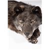 Image 2 : Soft Mount Idaho Wolf, 60" long