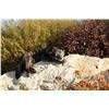 Image 8 : Soft Mount Idaho Wolf, 60" long