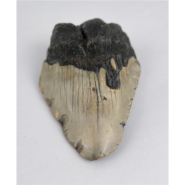 South Carolina Megalodon Shark Tooth Fossil