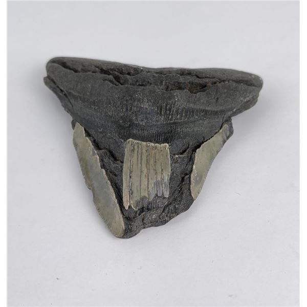 South Carolina Megalodon Shark Tooth Fossil