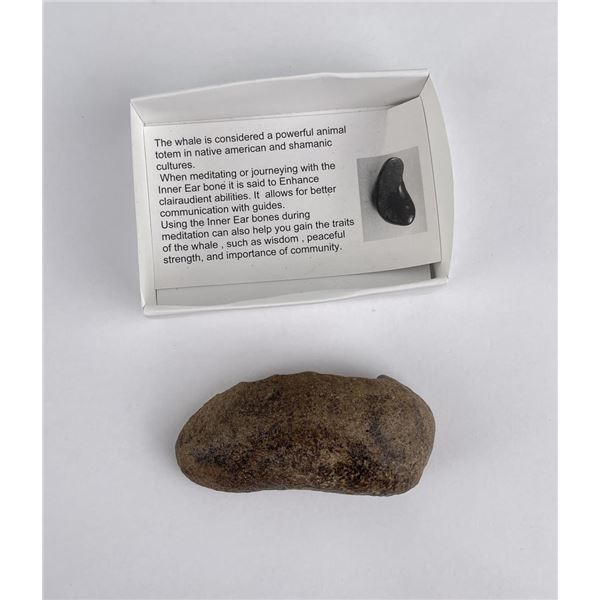 South Carolina Whale Ear Bone Fossil