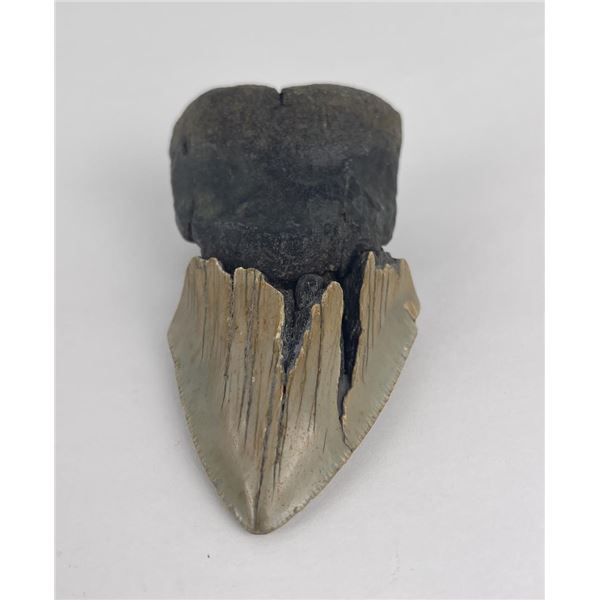 South Carolina Megalodon Shark Tooth Fossil