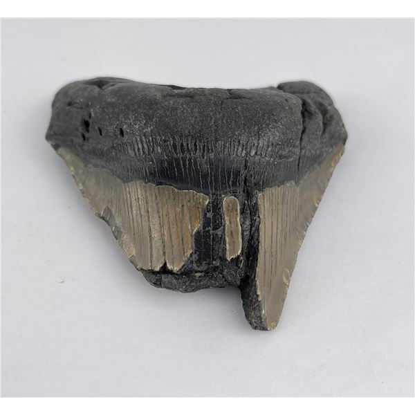 South Carolina Megalodon Shark Tooth Fossil