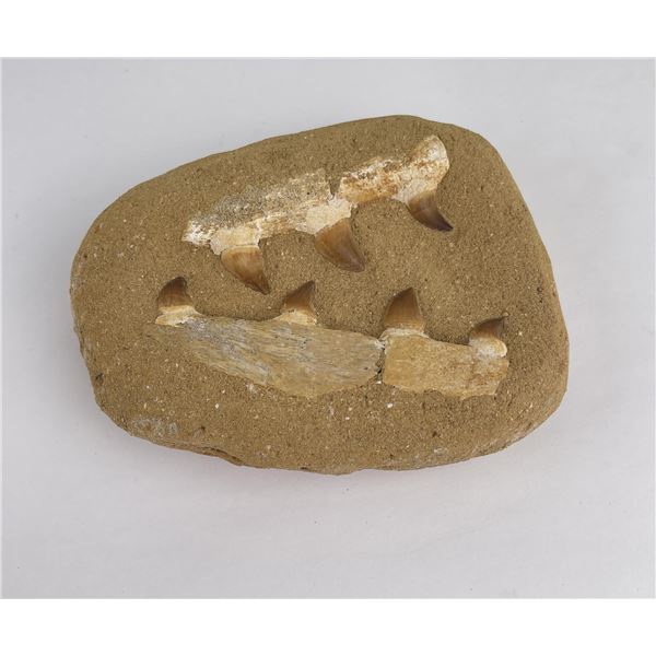 Moroccan Fossil Mosasaur Jaw Teeth