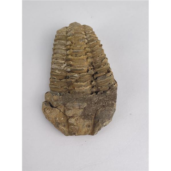 Moroccan Fossil Trilobite