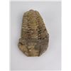 Image 1 : Moroccan Fossil Trilobite